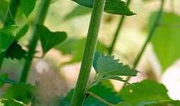 苎麻豆,绿色纤维的天然宝藏与产业应用探索